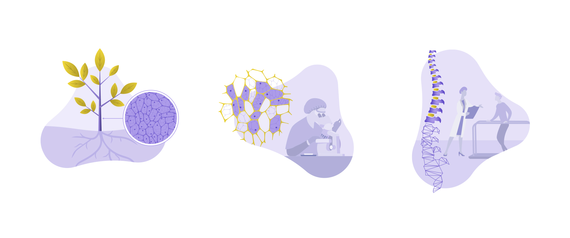 Spiderwort illustrations